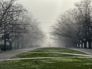 trees in the fog