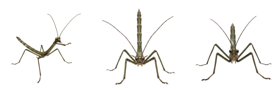 Set/Collection of walking stick insects (Phasmatodea order, stick insects) for nature, camouflage, entomology and biology illustration isolated on transparent PNG background