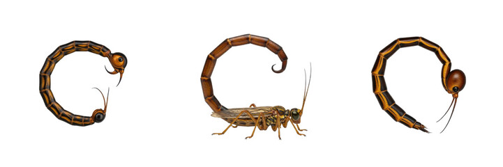 Set/Collection of detailed scorpionfly insects (Mecoptera order, Panorpidae family) for entomology, biology and wildlife illustration isolated on transparent PNG background