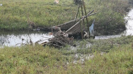 A traditional bamboo and mesh fishing trap is set in a narrow, flowing stream. The structure uses slanted bamboo poles to funnel water and fish into a fine blue net. Sustainable fishing method.