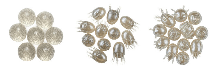 Set / Collection of White Spider Mites (Tetranychus urticae) Highly Detailed Realistic Oil Paint Scientific Illustration Isolated on Transparent PNG Background