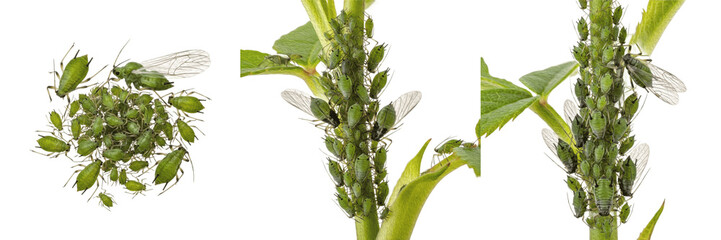 Set / Collection of Aphids (Aphidoidea) Highly Detailed Realistic Oil Paint Scientific Illustration Isolated on Transparent PNG Background