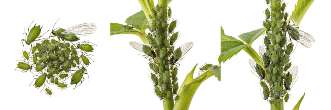 Set / Collection of Aphids (Aphidoidea) Highly Detailed Realistic Oil Paint Scientific Illustration Isolated on Transparent PNG Background