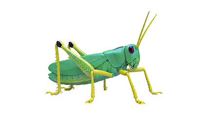 Green and Yellow Grasshopper Illustration