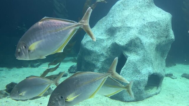 Yellowtail jack Seriola lalandi swimming underwater in clear blue ocean water near rocky reef. Marine wildlife scene showing fast pelagic fish in natural habitat, popular species for diving travel 