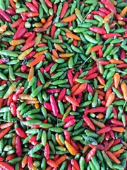 red and green chilies