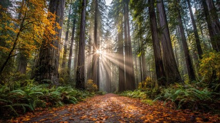 Sunlight streams through a dense Redwood forest illuminating a path carpeted with fallen autumn leaves.