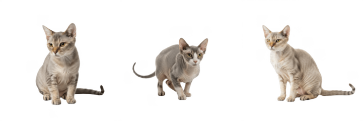 Set of cute Sphynx kittens sitting isolated on white background