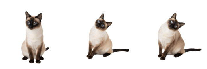 Set of cute Siamese kittens sitting isolated on white background