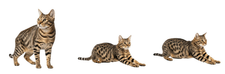 Obraz premium Set of beautiful Bengal kittens with tabby pattern isolated on white background
