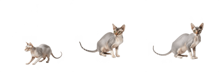 Three young Sphynx cats sitting on a white background, hairless kitten set, isolated feline group.