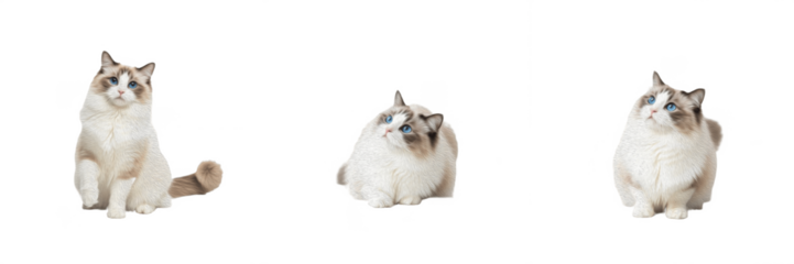 Set of three beautiful Ragdoll cats with blue eyes sitting and looking up, isolated on white background