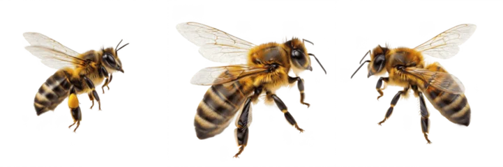 Fototapete Rund Bei Honey bee set isolated on white background, group of three flying bees from different angles, honeybee collection macro photography.  © Jamil