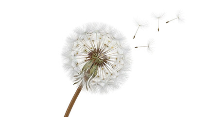 Dandelion seed head with seeds blowing away