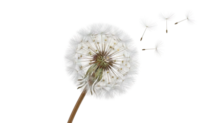 Dandelion seed head with seeds blowing away