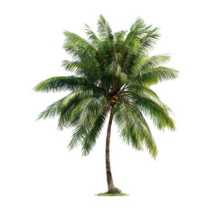 Obraz premium Lush green palm tree with feathery fronds and coconuts image