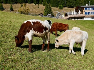 Cattle Grazing on Green Hillside Near Rustic Lodge