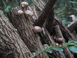 美味しそうな椎茸が顔を出した