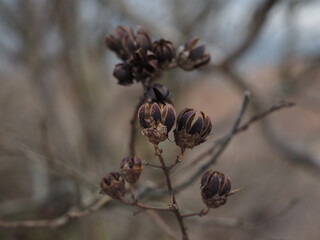 冬のサルスベリの果実