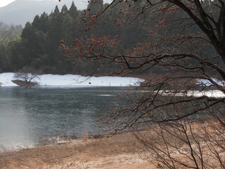 池のほとりの木に残された柿、冬
