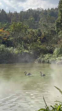 Two Black Swans Cygnus atratus swimming together on a lake with natural mist and fog on the water surface in Dujiangyan Chengdu China.