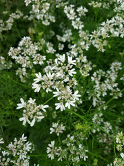 Beautiful White Coriander Flowers Blooming in a Lush Green Garden Field Background Outdoors
