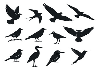 Fototapeta premium Clean silhouette bird set featuring diverse avian species in various poses for nature and wildlife designs