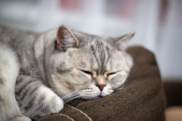 Naklejka premium Gray Scottish cat sleeps sweetly. High quality photo