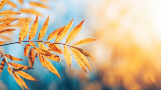 Bright yellow leaves on a branch with light shining through in autumn - Powered by Adobe