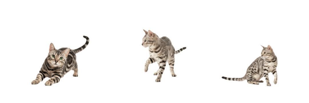 
Playful Bengal Kittens Trio cat