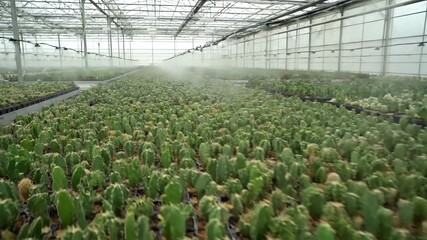 Wide shot of thousands of vibrant green cacti being cultivated and automatically misted in dense rows within a modern, productive commercial greenhouse. - Powered by Adobe