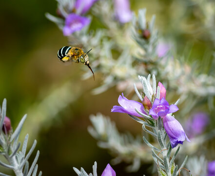 Amegilla in flight with proboscis extended 