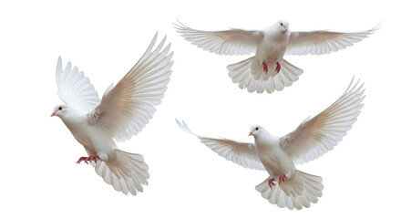 Fototapeta premium Set of Three Flying White Doves isolated PNG with Transparent Background