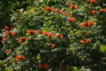 Vibrant African Tulip Tree Flowers in Full Bloom