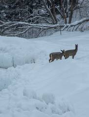 White-tailed deer in the snow