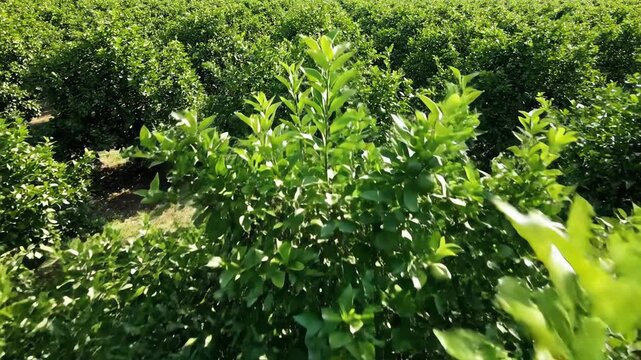 Dense citrus trees are thriving in uniform rows of thick foliage, captured in a high-angle shot under bright green sunlight on a commercial orchard farm.