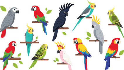 Obraz premium Colorful tropical parrot birds set perched on branches flat cartoon vector illustration isolated on white background