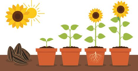Obraz premium Sunflower plant growth stages from seed to blooming flower educational flat vector illustration isolated on green background