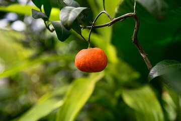 Obraz premium Mandarin orange on a tree with green leaves and soft blurred background. Natural citrus fruit with copy space in tropical garden from South Asia