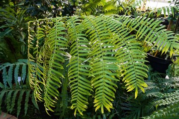 Large fronds of Angiopteris fokiensis fern with bright green segmented leaves in tropical garden lush botanical foliage background