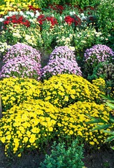 Obraz premium Colorful chrysanthemum flower beds with yellow pink red and white blooms growing in a garden, lush ornamental plants forming a vibrant autumn pattern.