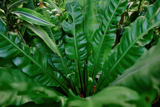 South Asian bird nest fern with large glossy green fronds in lush tropical garden natural foliage texture botanical background