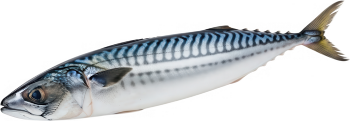 A whole raw Atlantic mackerel fish showing distinct dark wavy stripes along its silver body and a yellow tinged tail fin seafood scomber scombrus wild caught transparent background
