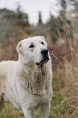 Obraz premium White dog standing in tall grass outdoors with an attentive expression, calm nature scene, loyal canine companion in a serene field, portrait of a gentle animal