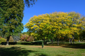 Obraz premium High Park trees showing autumn foliage under blue sky