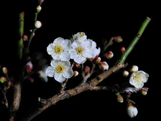 Tokyo,Japan - January 19, 2026: Ume blossoms or plum blossoms or Japanese apricot blossoms blooming in the night
