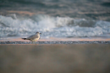 seagull on the shore