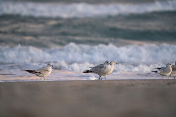 seagulls on the beach