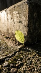 Motivation and Success: Fragile Leaf Surviving in Urban Concrete Landscape with fragrance, background, cloud, business, glow, cracked, concrete