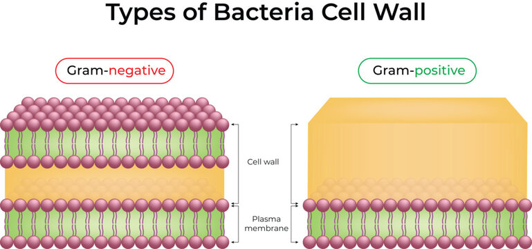Comparison of Gram-Negative and Gram-Positive Bacterial Cell Walls